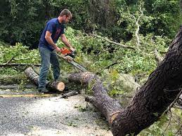 Best Stump Grinding and Removal  in Santo Domingo Pueblo, NM