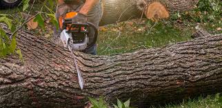 How Our Tree Care Process Works  in  Santo Domingo Pueblo, NM