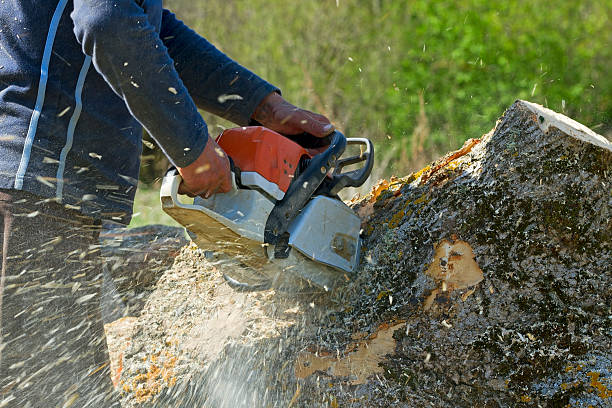 Best Soil Testing and Treatment  in Santo Domingo Pueblo, NM