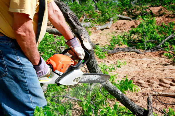 Best Fruit Tree Pruning  in Santo Domingo Pueblo, NM